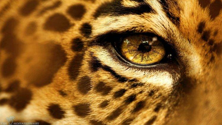 animals, Eyes, Jaguars HD Wallpaper Desktop Background