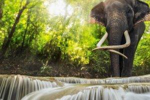 animals, Elephants, Waterfall