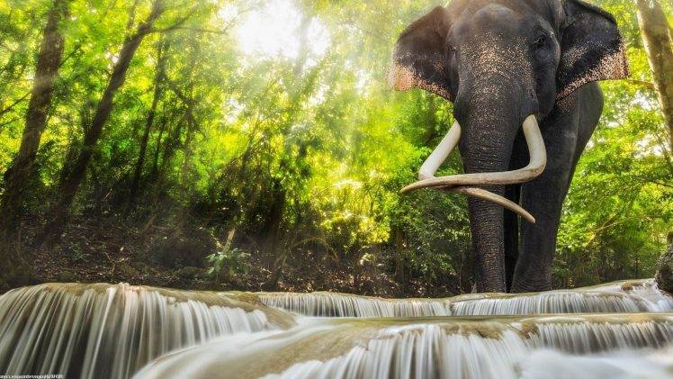 animals, Elephants, Waterfall HD Wallpaper Desktop Background