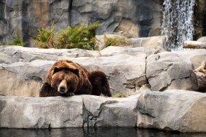 animals, Bears, Waterfall