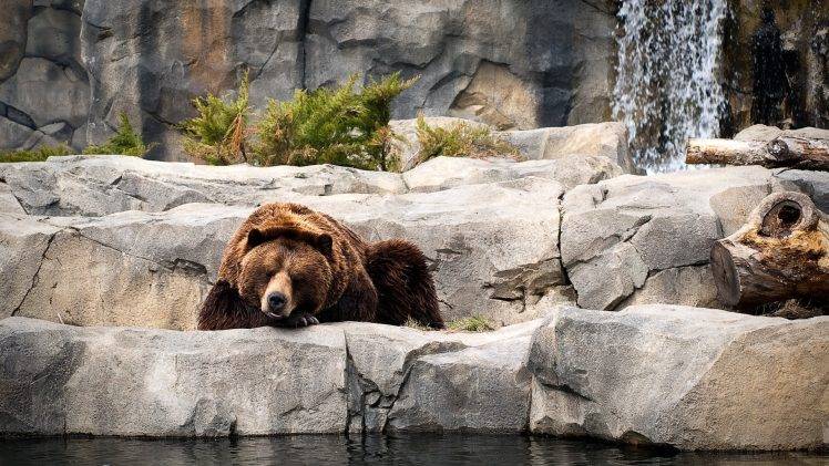 animals, Bears, Waterfall HD Wallpaper Desktop Background