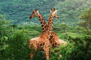 animals, Giraffes, Nature