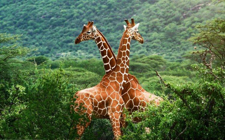 animals, Giraffes, Nature HD Wallpaper Desktop Background