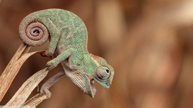 animals, Chameleons, Closeup, Nature, Reptile HD Wallpaper Desktop Background