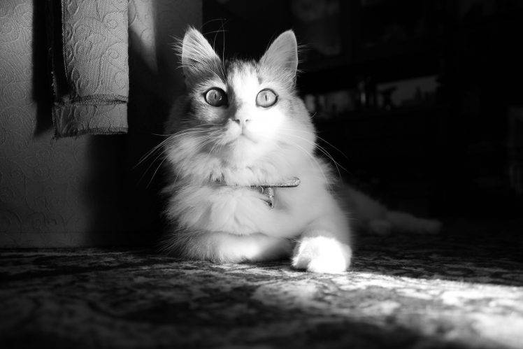 cat, Monochrome, Photography, Animals HD Wallpaper Desktop Background