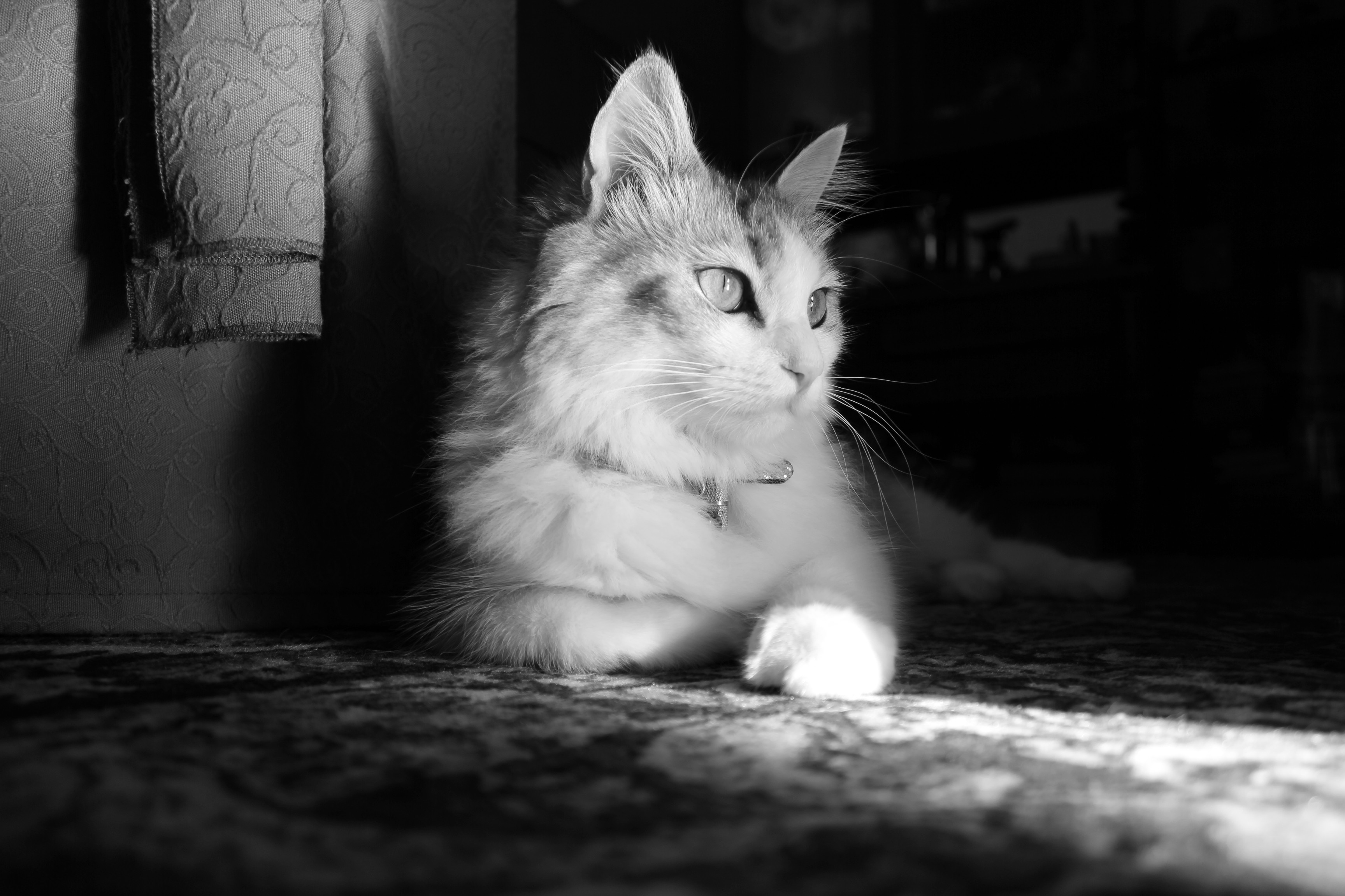 cat, Monochrome, Photography, Animals Wallpaper