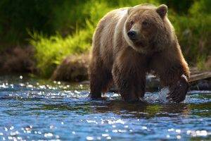 animals, Bears, River