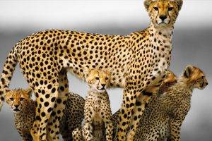 animals, Baby Animals, Cheetahs