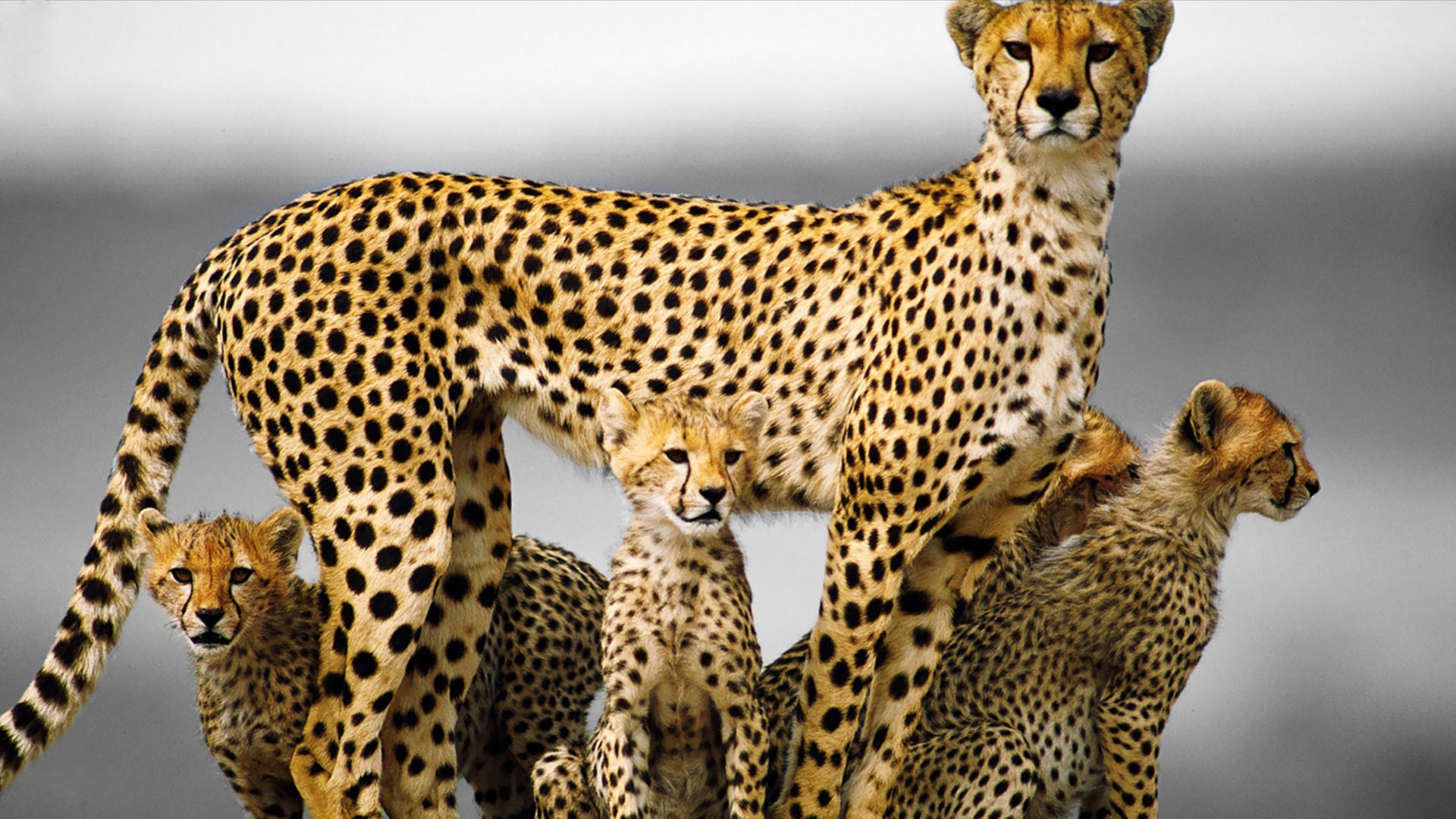 animals, Baby Animals, Cheetahs Wallpaper