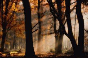 mist, Sun Rays, Forest, Fall, Nature, Leaves, Yellow, Trees, Landscape, Lights