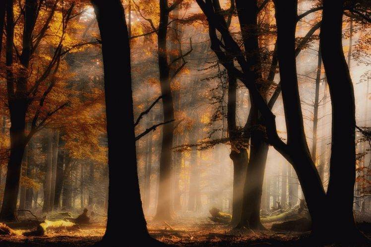 mist, Sun Rays, Forest, Fall, Nature, Leaves, Yellow, Trees, Landscape, Lights HD Wallpaper Desktop Background