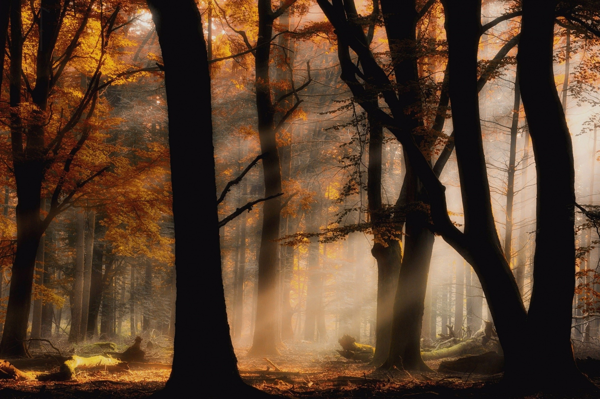 mist, Sun Rays, Forest, Fall, Nature, Leaves, Yellow, Trees, Landscape, Lights Wallpaper