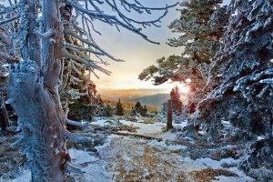winter, Forest, Snow, Sunset, Trees, Frost, Cold, Czech Republic, Mountain, White, Nature, Landscape