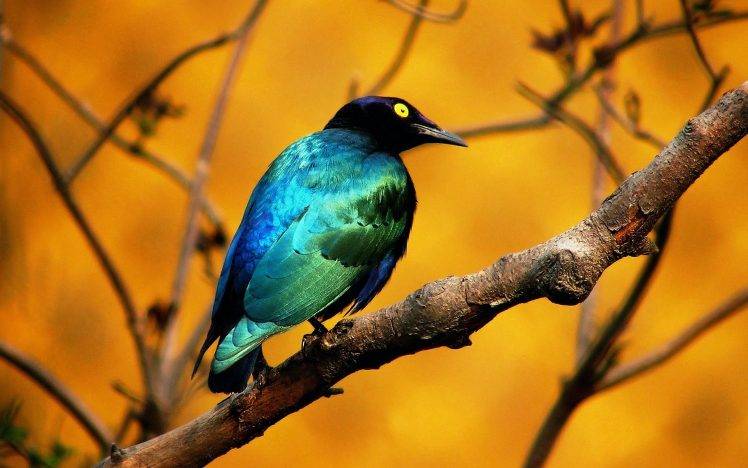animals, Birds, Nature HD Wallpaper Desktop Background