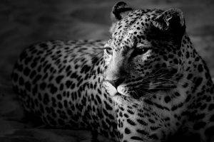 animals, Jaguars, Monochrome