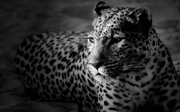 animals, Jaguars, Monochrome HD Wallpaper Desktop Background