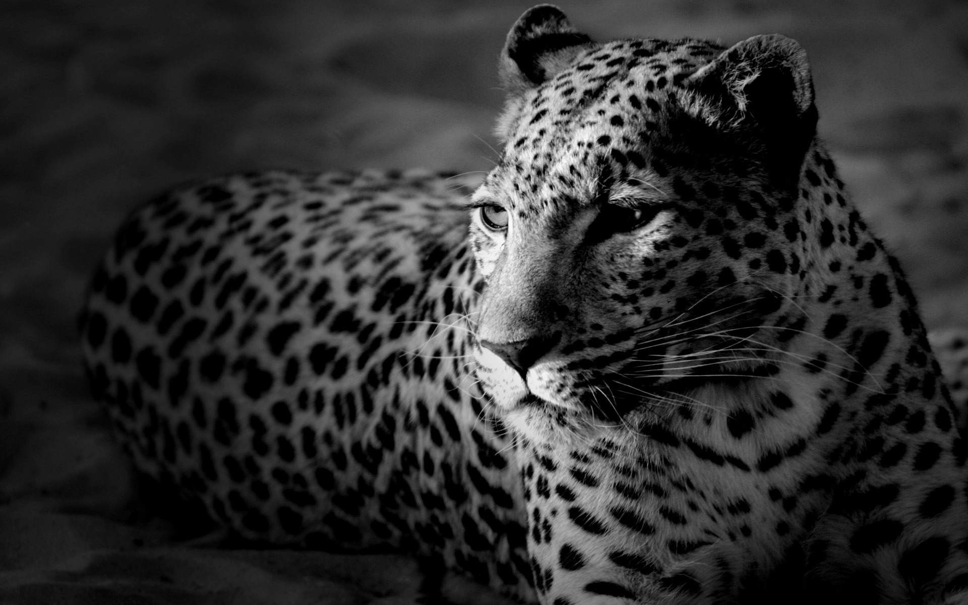 animals, Jaguars, Monochrome Wallpaper