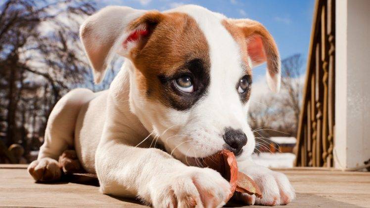 animals, Dog, Puppies HD Wallpaper Desktop Background