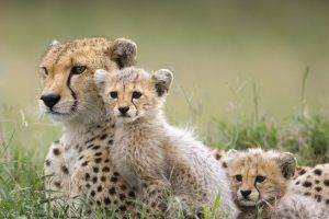 animals, Baby Animals, Cheetahs