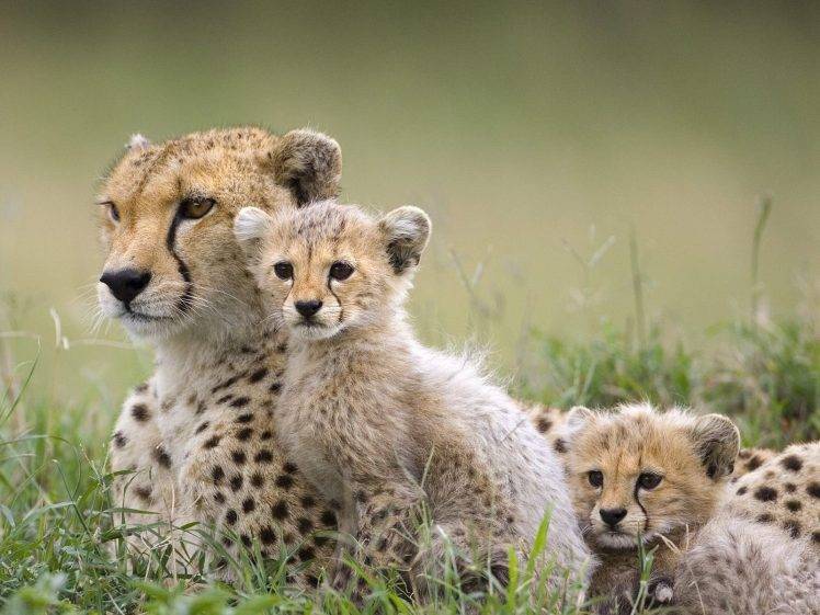 animals, Baby Animals, Cheetahs HD Wallpaper Desktop Background