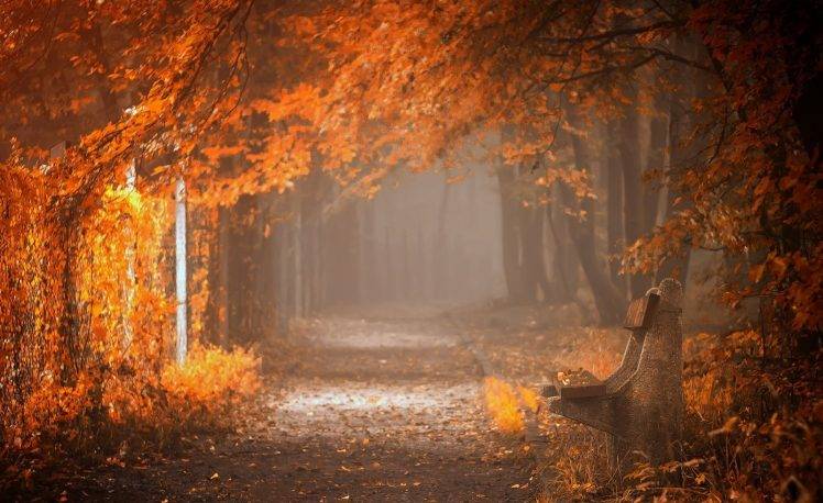 fall, Bench, Mist, Leaves, Trees, Path, Yellow, Orange, Nature, Landscape, Dirt Road HD Wallpaper Desktop Background