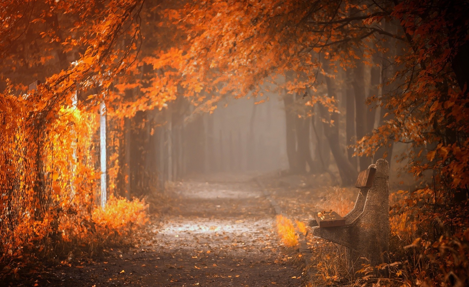 fall, Bench, Mist, Leaves, Trees, Path, Yellow, Orange, Nature, Landscape, Dirt Road Wallpaper