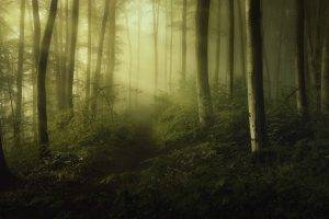 mist, Forest, Shrubs, Sun Rays, Path, Green, Trees, Nature, Landscape