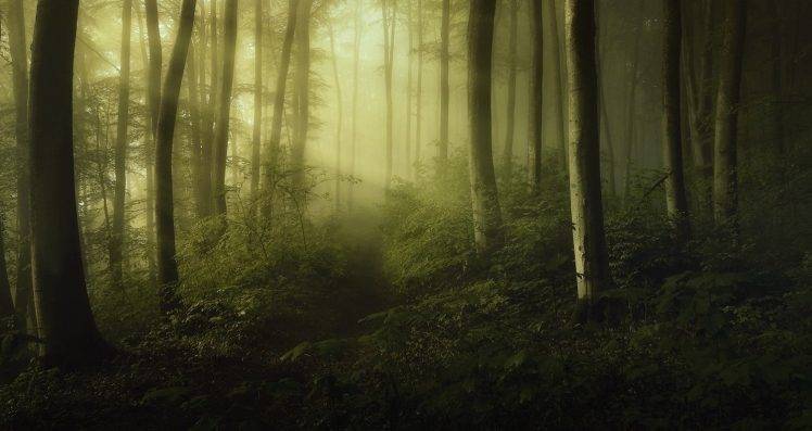 mist, Forest, Shrubs, Sun Rays, Path, Green, Trees, Nature, Landscape HD Wallpaper Desktop Background