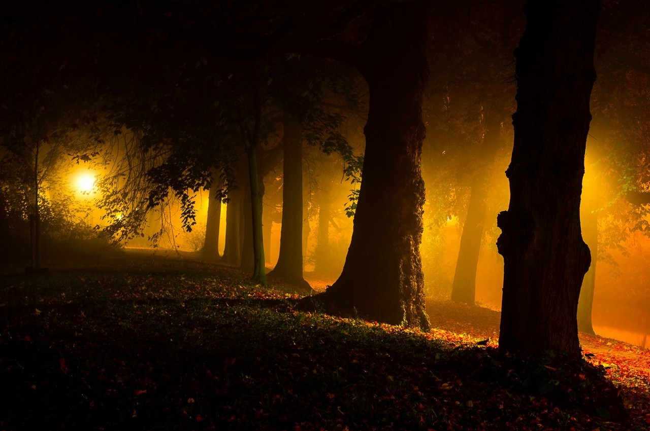 night, Park, Trees, Mist, Leaves, Grass, Street Light, Yellow, Nature