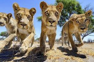 lion, Trees, Big Cats, Africa, Wildlife, Animals, Nature