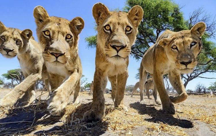 lion, Trees, Big Cats, Africa, Wildlife, Animals, Nature HD Wallpaper Desktop Background