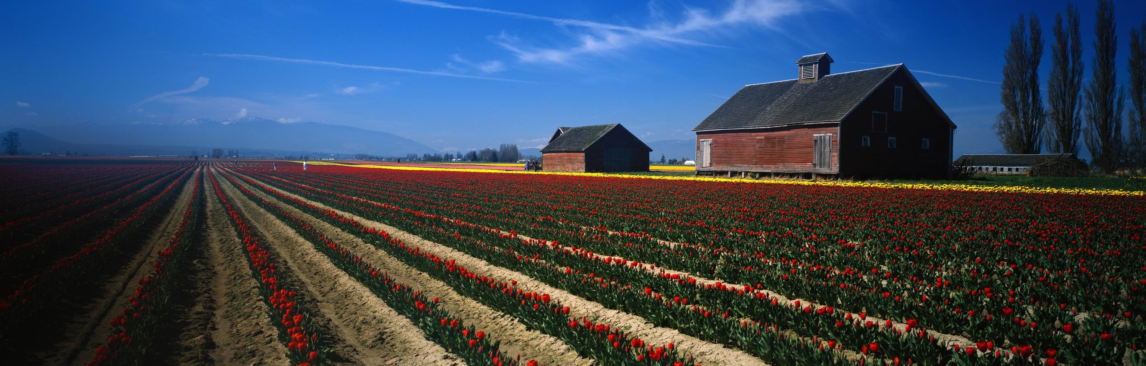 landscape, Field, Flowers Wallpaper