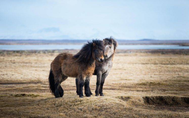 animals, Horse, Couple HD Wallpaper Desktop Background