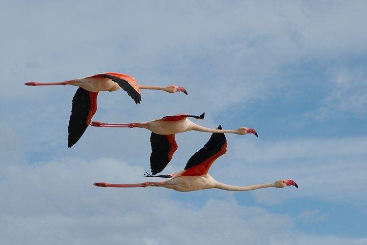 animals, Flamingos, Birds HD Wallpaper Desktop Background
