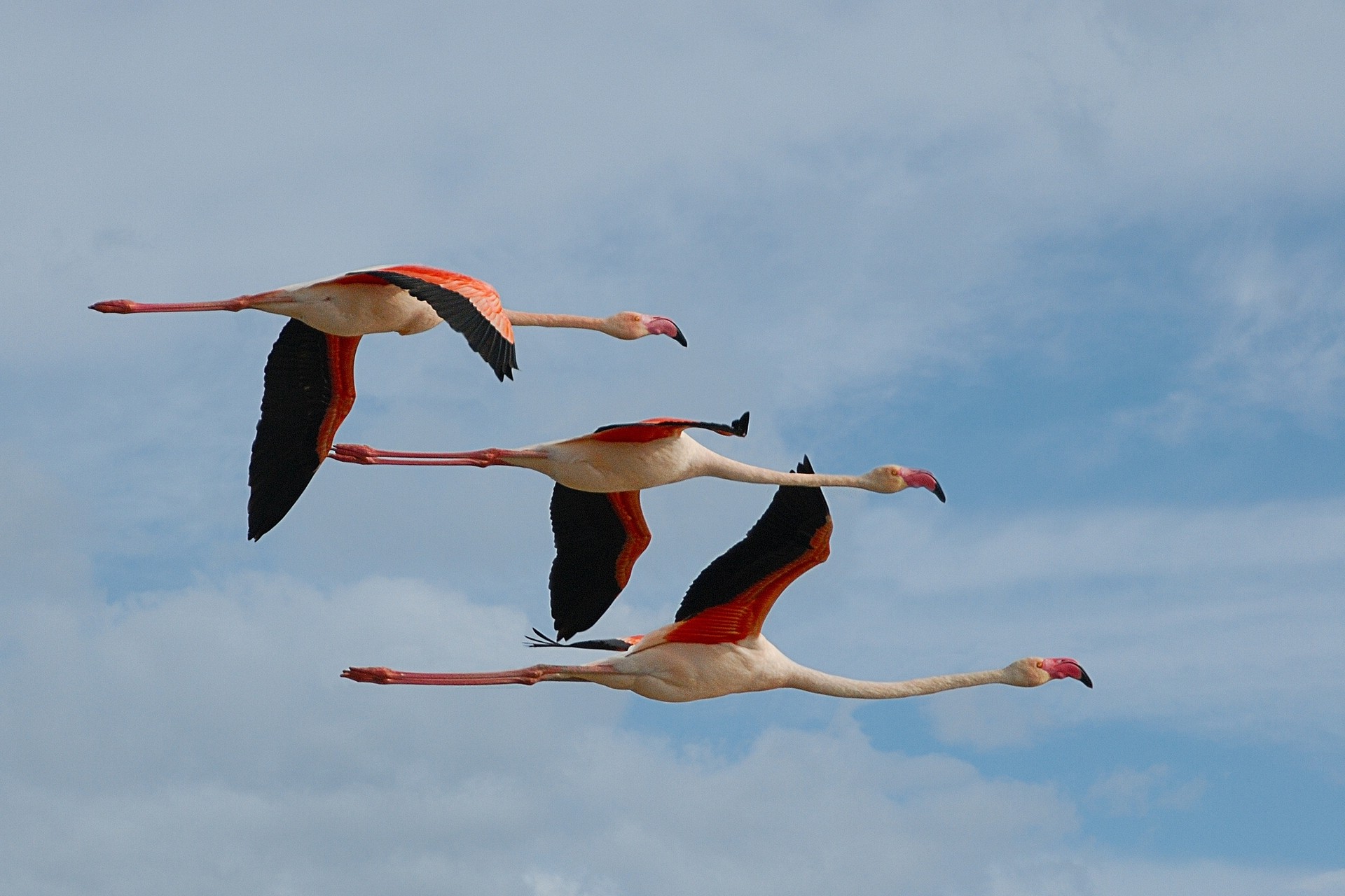 animals, Flamingos, Birds Wallpaper
