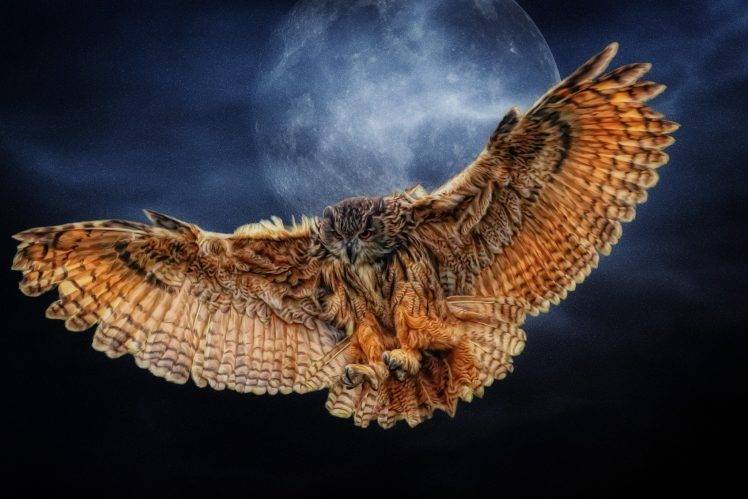 animals, Owl, HDR, Birds HD Wallpaper Desktop Background