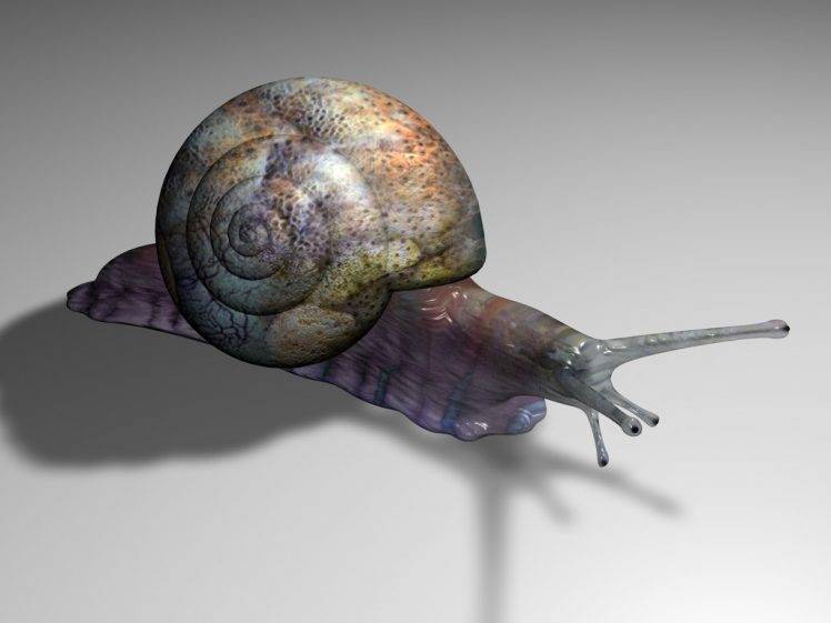animals, Snail HD Wallpaper Desktop Background