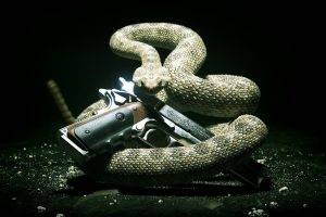 animals, Snake, Gun