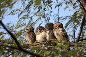 nature, Trees, Branch, Leaves, Animals, Owl, Sitting, Birds