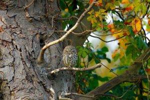 nature, Trees, Branch, Leaves, Animals, Birds, Owl, Sitting