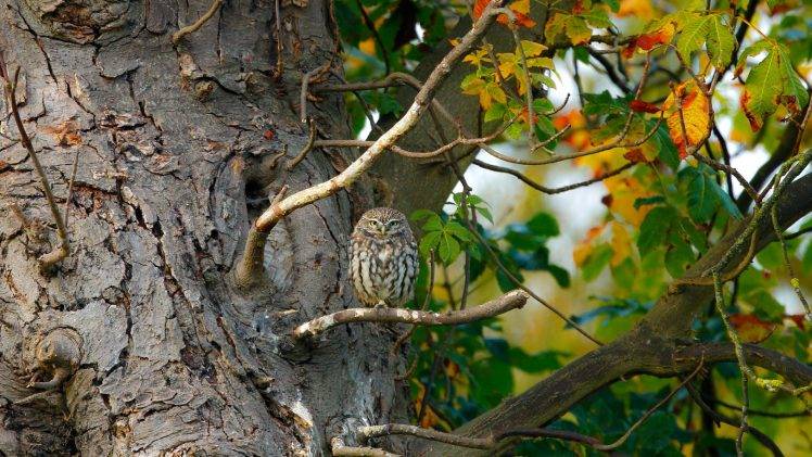 nature, Trees, Branch, Leaves, Animals, Birds, Owl, Sitting HD Wallpaper Desktop Background