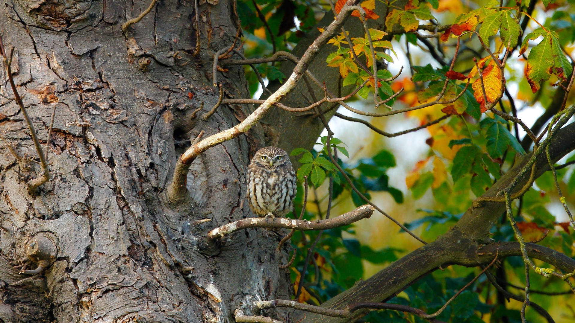 nature, Trees, Branch, Leaves, Animals, Birds, Owl, Sitting Wallpaper
