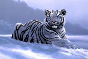 animals, Tiger, Artwork, White Tigers