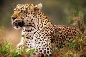 animals, Leopard