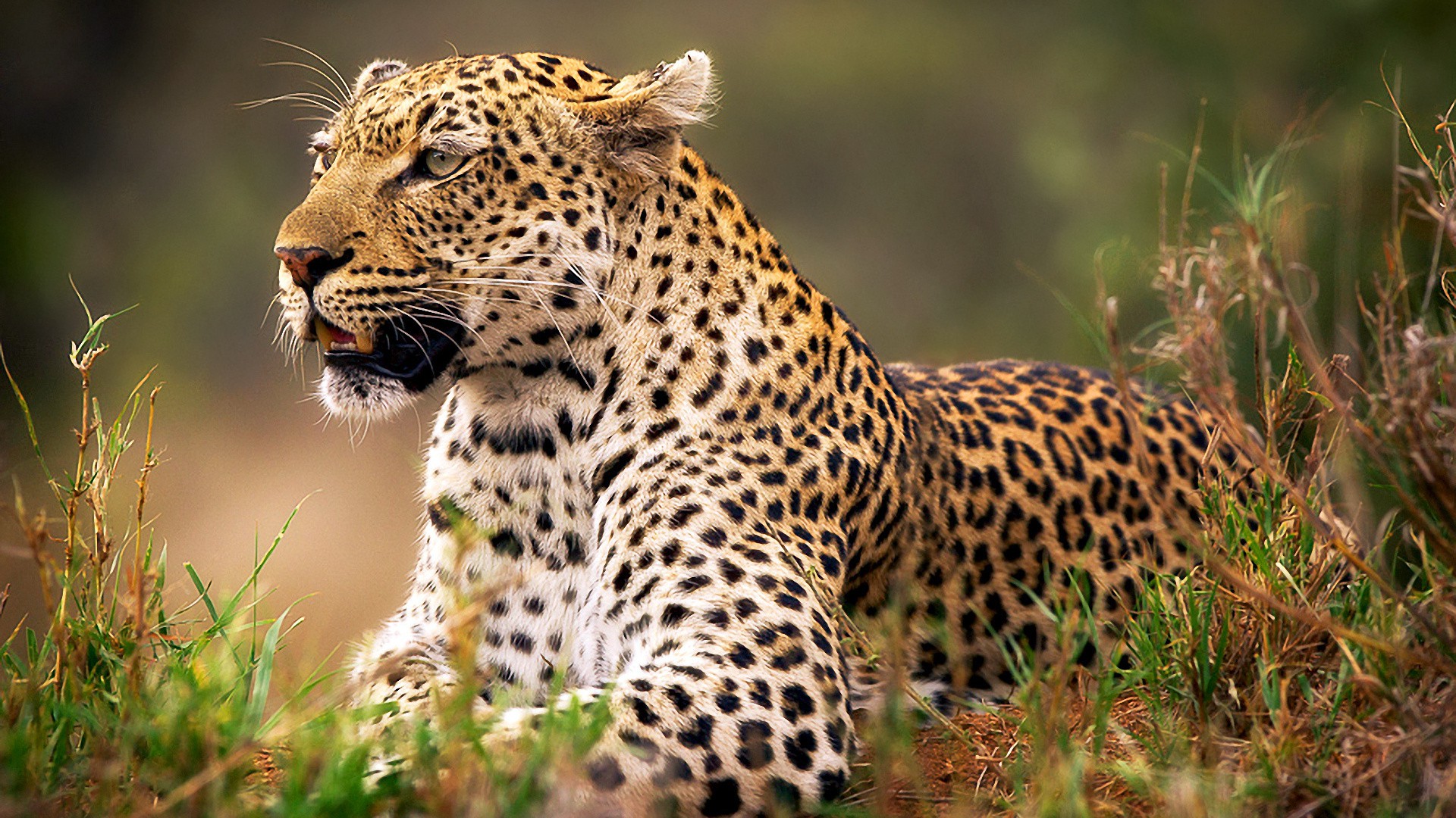 animals, Leopard Wallpapers HD / Desktop and Mobile Backgrounds