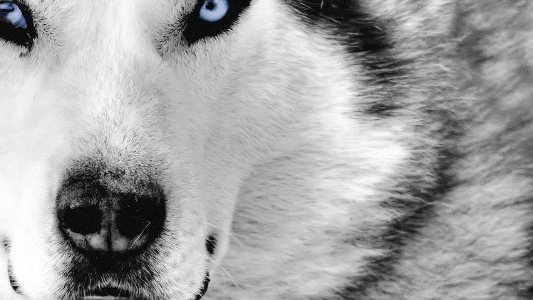 animals, Dog, Closeup HD Wallpaper Desktop Background