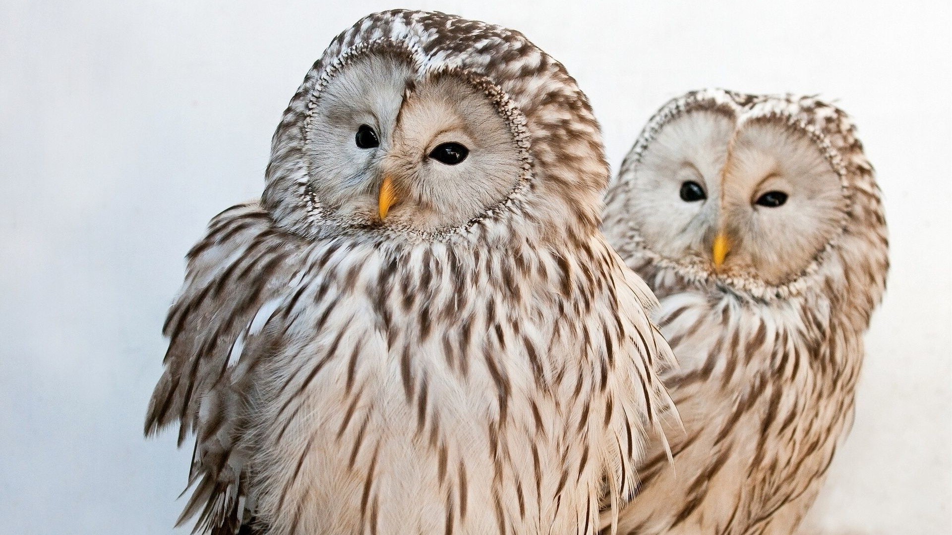 animals, Owl, Birds Wallpaper