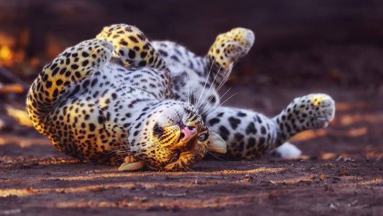 animals, Leopard HD Wallpaper Desktop Background