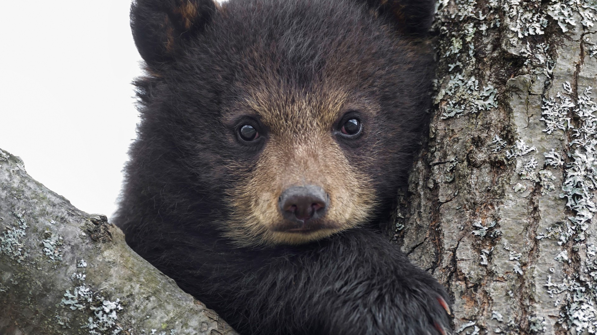 animals, Bears, Baby Animals Wallpaper