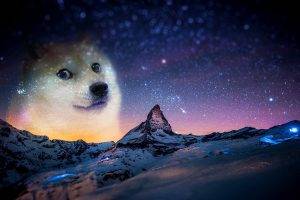 snow, Night, Animals, Doge, Memes